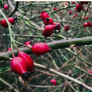 Elisa Shua Dusapin, Le vieil incendie